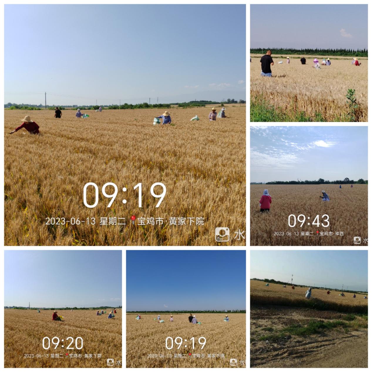 Collage_20230613_111905